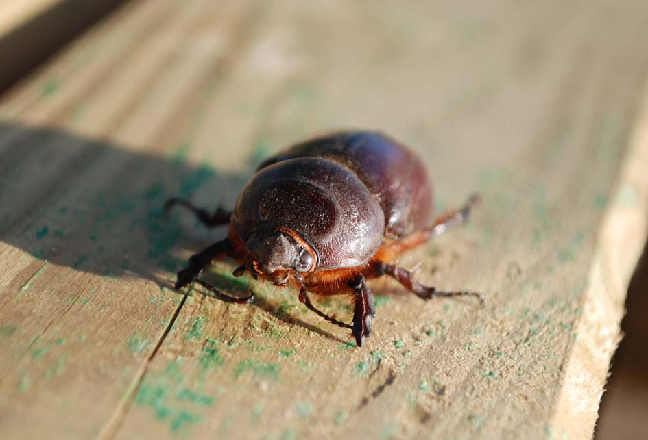 Oryctes nasicornis